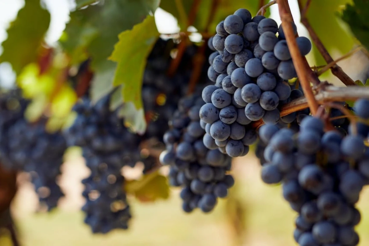 Puzavica koja daje slatko grožđe: kako je uzgajati u 4 koraka
