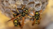 Šta znači ako imate gnezdo osa u kući, šta treba da uradite i kada to može biti dobar znak