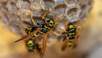 Šta znači ako imate gnezdo osa u kući, šta treba da uradite i kada to može biti dobar znak