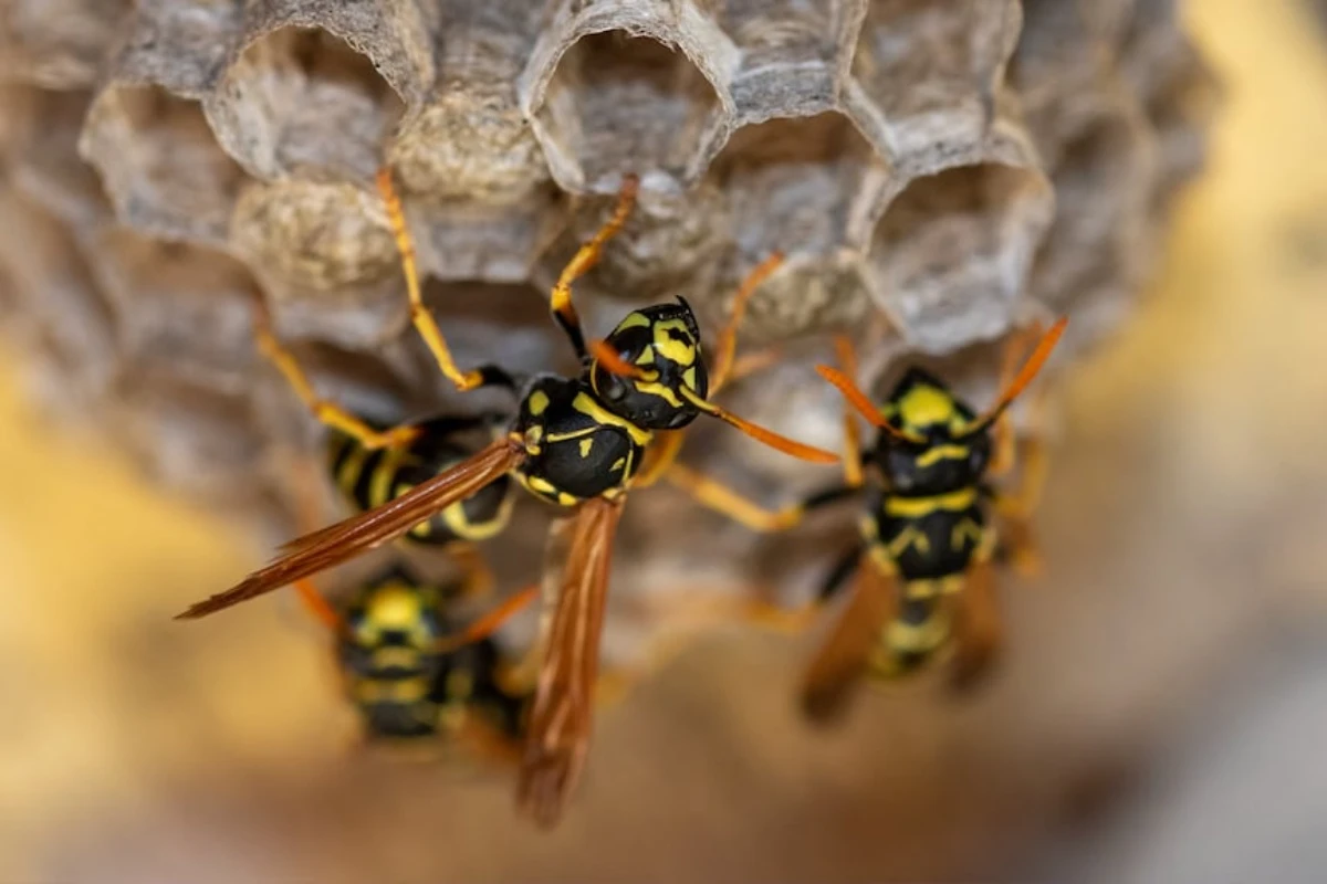 Šta znači ako imate gnezdo osa u kući, šta treba da uradite i kada to može biti dobar znak