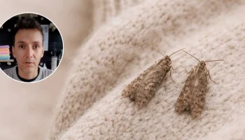 Diego Fernández, hemijski inženjer: "Da biste odbili moljce, pomešajte 60 ml vode sa 30 ml alkohola"