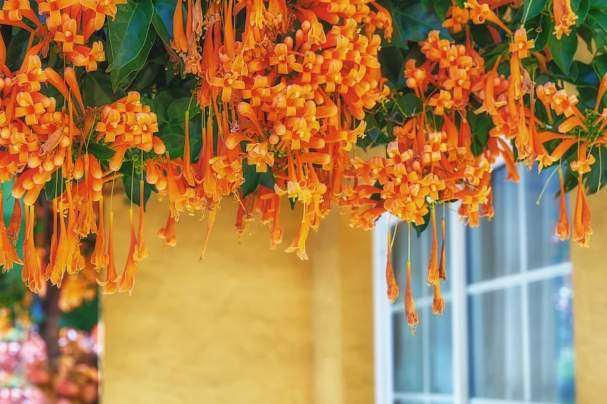 Puzavica koja privlači kolibre i prekriva zidove u rekordnom roku: zašto je toliko popularna