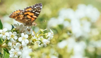 Biljka koju leptiri najviše vole i koju obavezno morate imati u svom vrtu