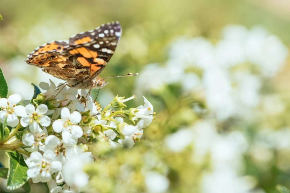 Biljka koju leptiri najviše vole i koju obavezno morate imati u svom vrtu