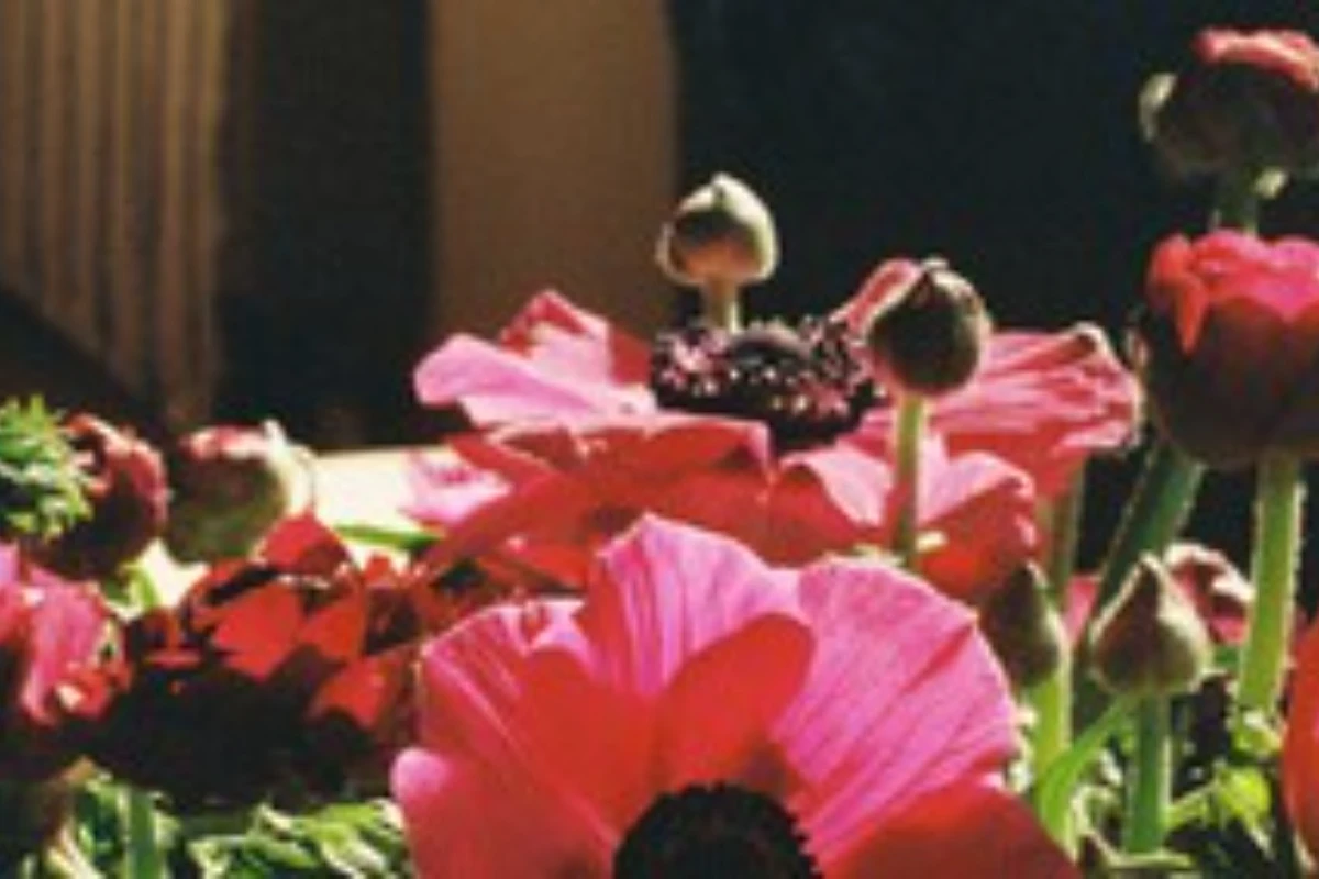 Ovo su tri cveta koja možete posaditi u martu i ispuniti svoju terasu ili baštu bojama: Kako ih negovati i gde ih postaviti – image 1