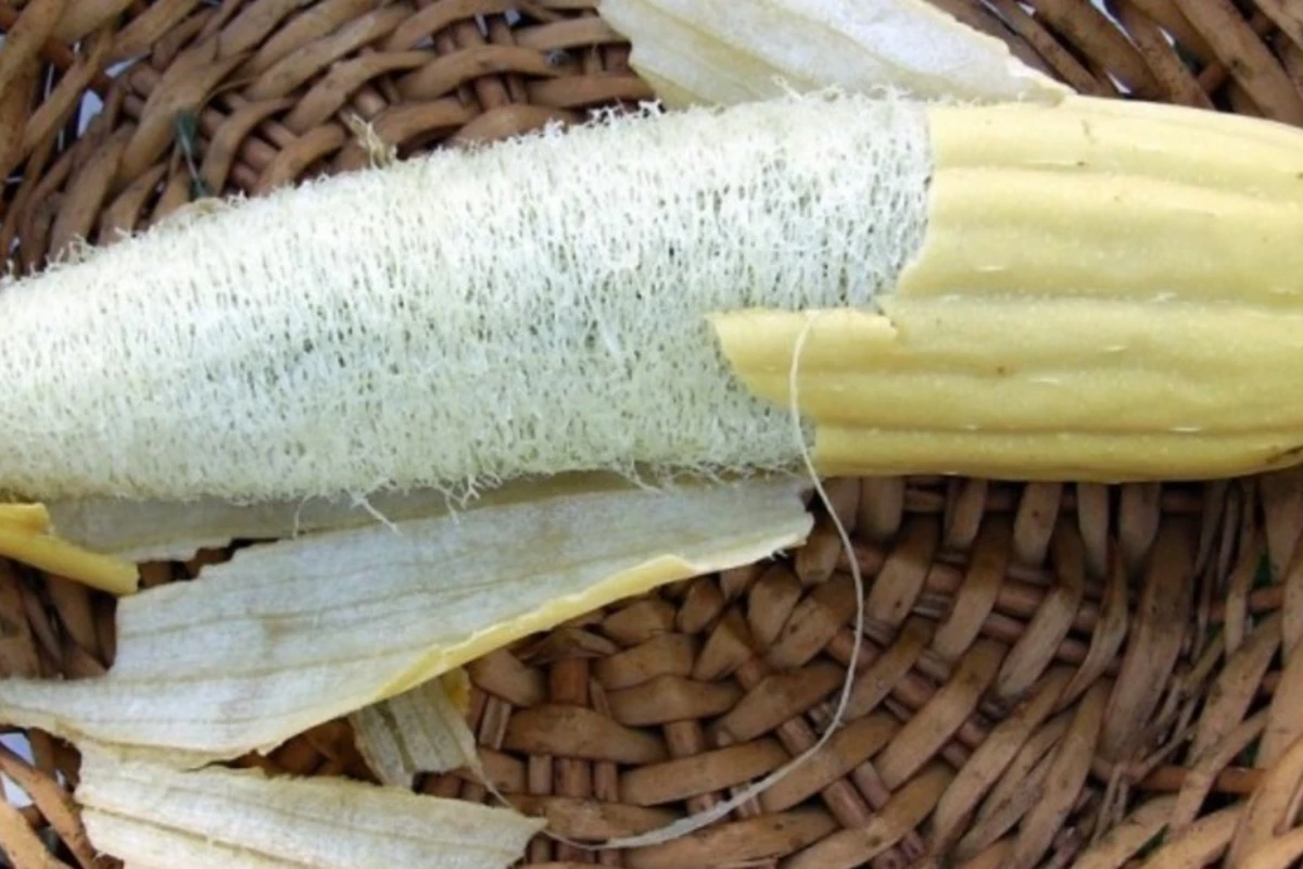 Ni bršljan ni fikus: Penjačica koja vam za 6 meseci daruje prirodne sunđere (i transformiše dvorište) – image 1