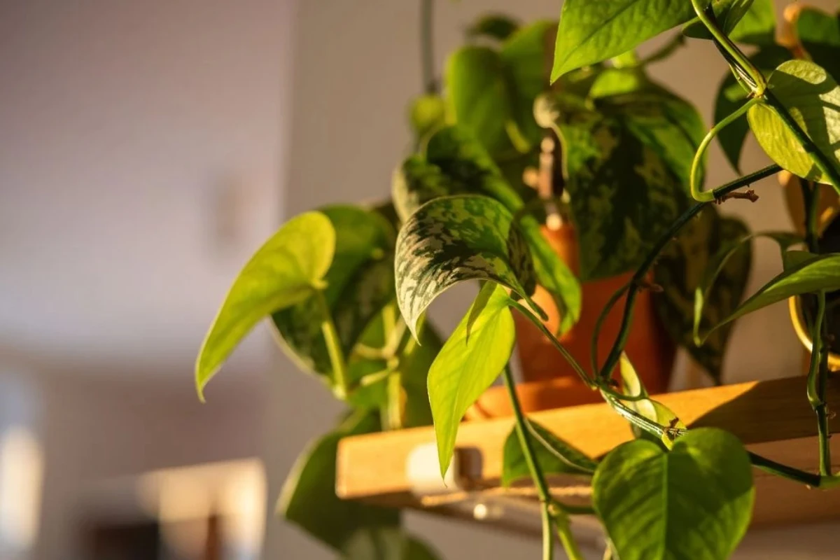 Pet originalnih načina da usmerite rast svog potosa kako bi potpuno promenio svoj oblik i veličinu – image 1