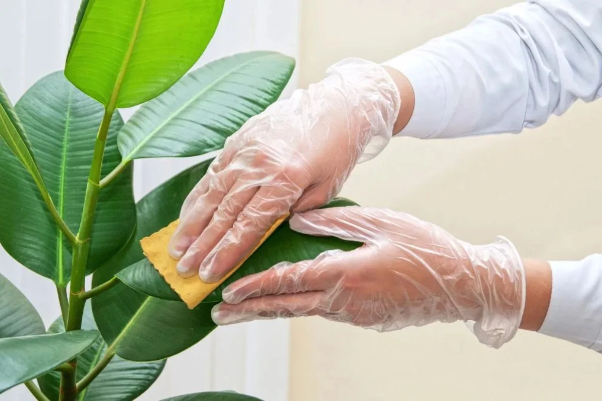 Kako očistiti i učiniti sjajnim listove sobnih biljaka, a da ih ne polomite – image 1