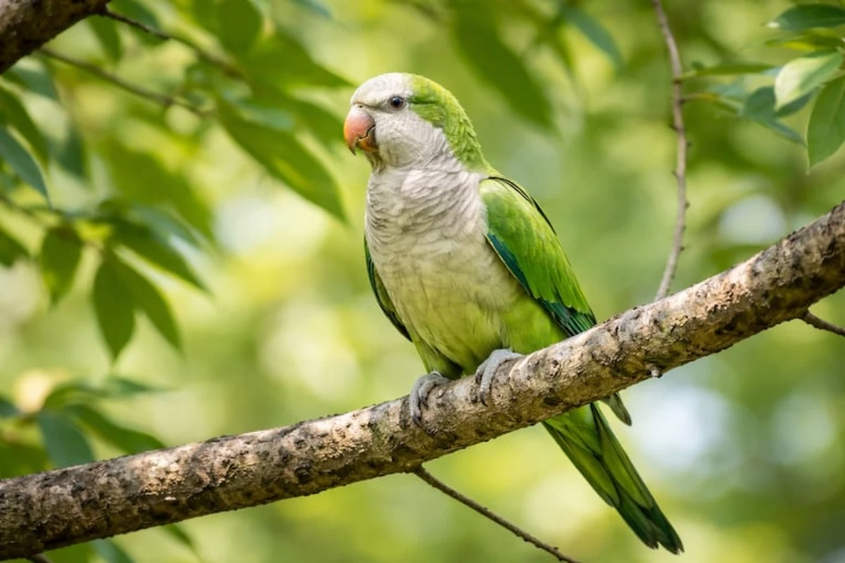 Ako vidite papagaje kako lete ili grade gnezda blizu vaše kuće ili bašte, otkrivamo vam šta to znači i zašto je to dobro – image 1