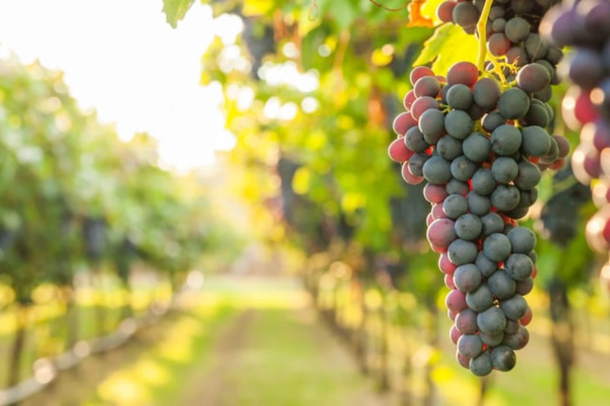 Puzavica koja daje slatko grožđe: kako je uzgajati u 4 koraka – image 1