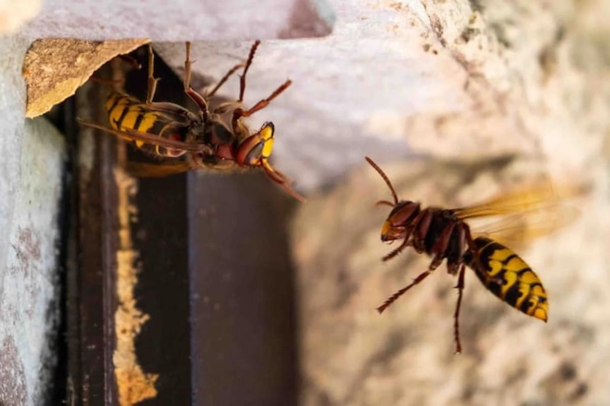 Šta znači ako imate gnezdo osa u kući, šta treba da uradite i kada to može biti dobar znak – image 1