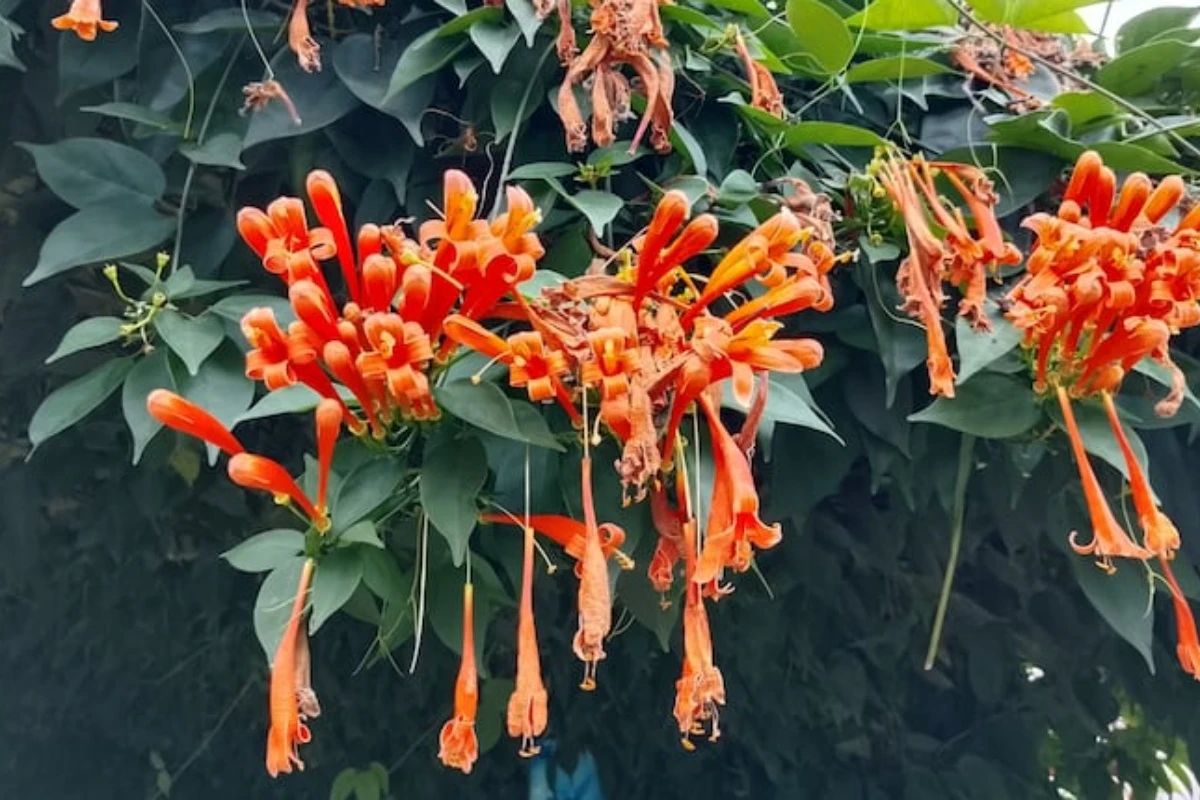 Puzavica koja privlači kolibre i prekriva zidove u rekordnom roku: zašto je toliko popularna – image 1