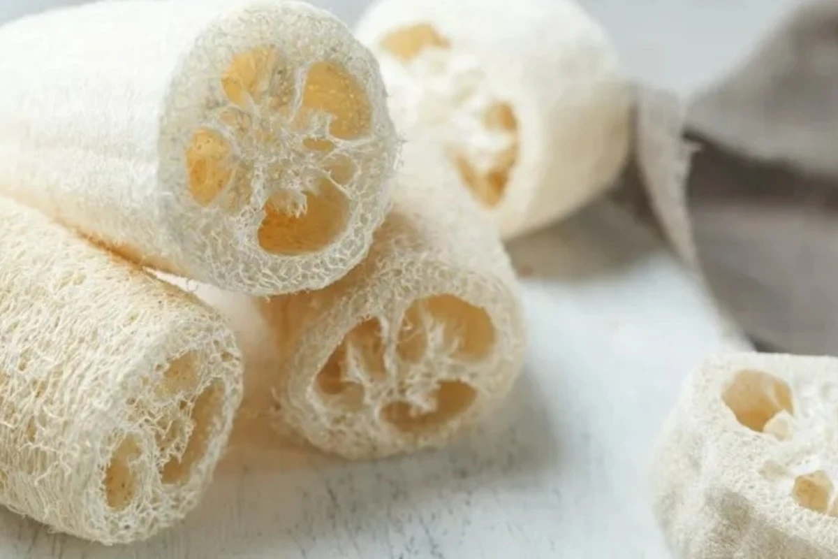 Ni bršljan ni fikus: Penjačica koja vam za 6 meseci daruje prirodne sunđere (i transformiše dvorište) – image 2