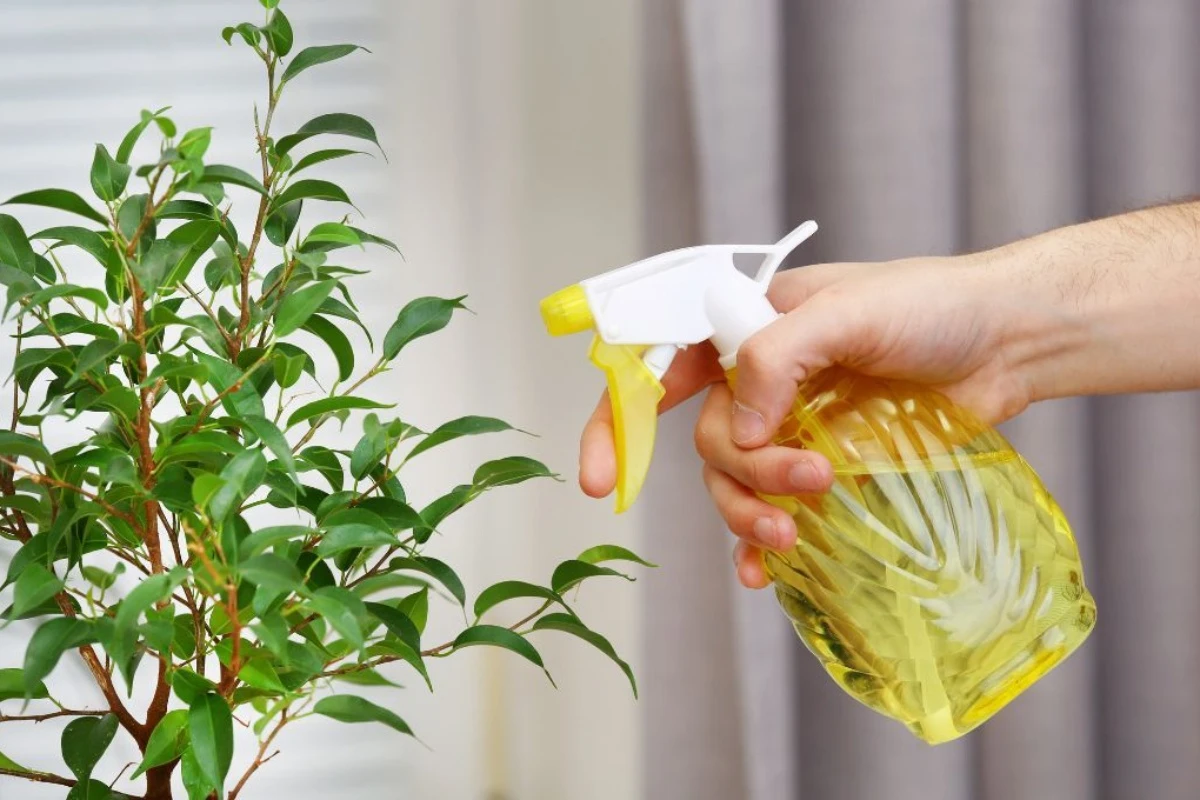 Kako očistiti i učiniti sjajnim listove sobnih biljaka, a da ih ne polomite – image 2