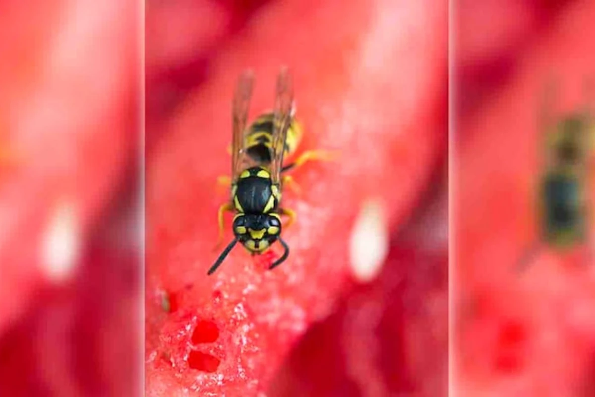 Šta znači ako imate gnezdo osa u kući, šta treba da uradite i kada to može biti dobar znak – image 2