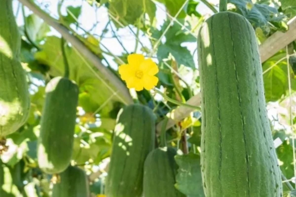 Ni bršljan ni fikus: Penjačica koja vam za 6 meseci daruje prirodne sunđere (i transformiše dvorište) – image 3