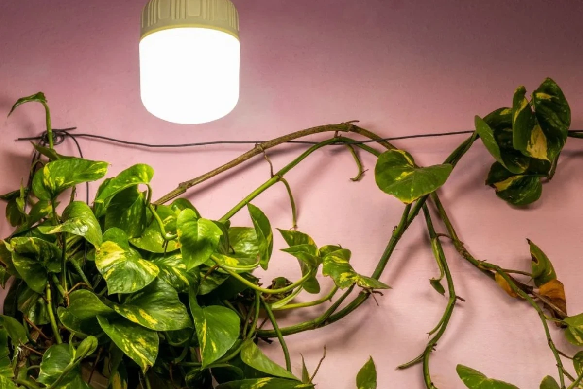 Pet originalnih načina da usmerite rast svog potosa kako bi potpuno promenio svoj oblik i veličinu – image 3