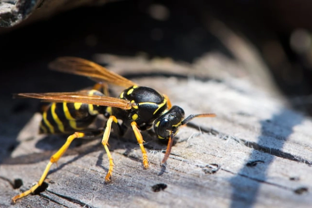 Šta znači ako imate gnezdo osa u kući, šta treba da uradite i kada to može biti dobar znak – image 3